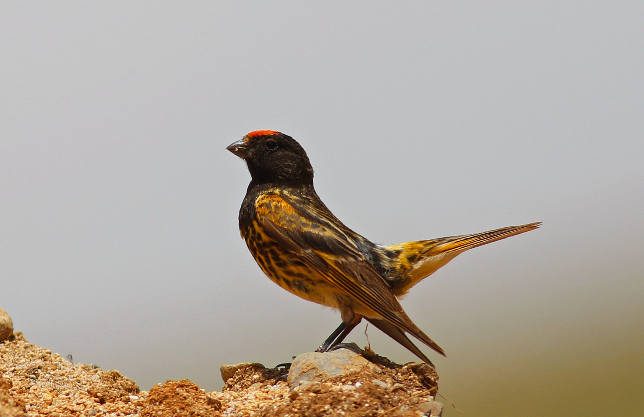 Fire-fronted Serin
